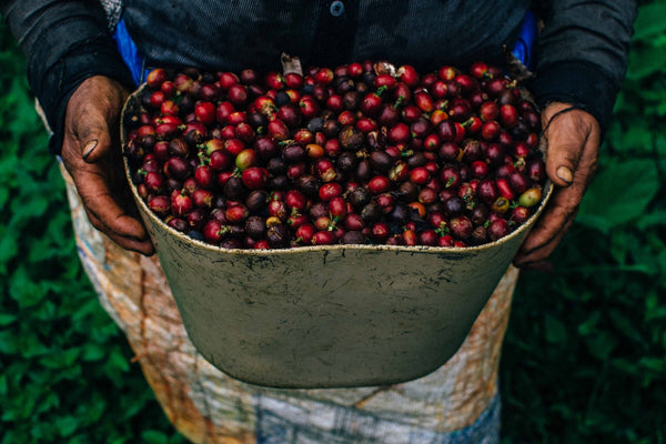 Sack Limited – Exklusive Kaffee-Editionen