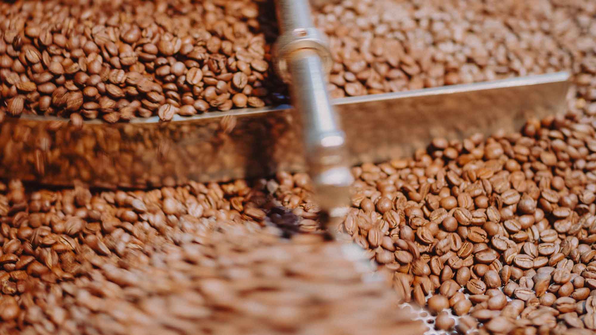 Kaffeebohnen werden in der Rösterei von Kaffeesack frisch geröstet – traditionelle Handwerkskunst für hochwertigen Spezialitätenkaffee