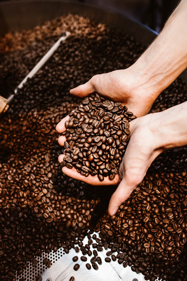 Zwei Hände halten frisch geröstete Kaffeebohnen direkt aus der Trommel bei Kaffeesack – ein Moment voller Wärme und Handwerkskunst